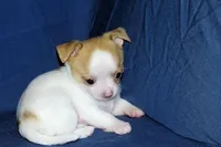 Marshmallow-AKC Smoothcoat M, a male Chihuahua for sale in Abingdon, VA – Photo 3 of 7