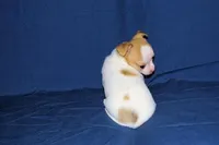 Marshmallow-AKC Smoothcoat M, a male Chihuahua for sale in Abingdon, VA – Photo 4 of 7