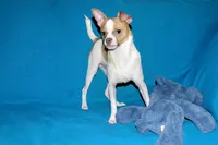 Wilbur-AKC Smoothcoat M, a male Chihuahua for sale in Abingdon, VA – 2 of 10