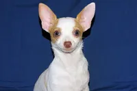 Ziggy-AKC Smoothcoat M, a male Chihuahua for sale in Abingdon, VA – 6 of 8