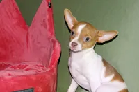 Caroline- AKC Smoothcoat F, a female Chihuahua for sale in Abingdon, VA – 6 of 8