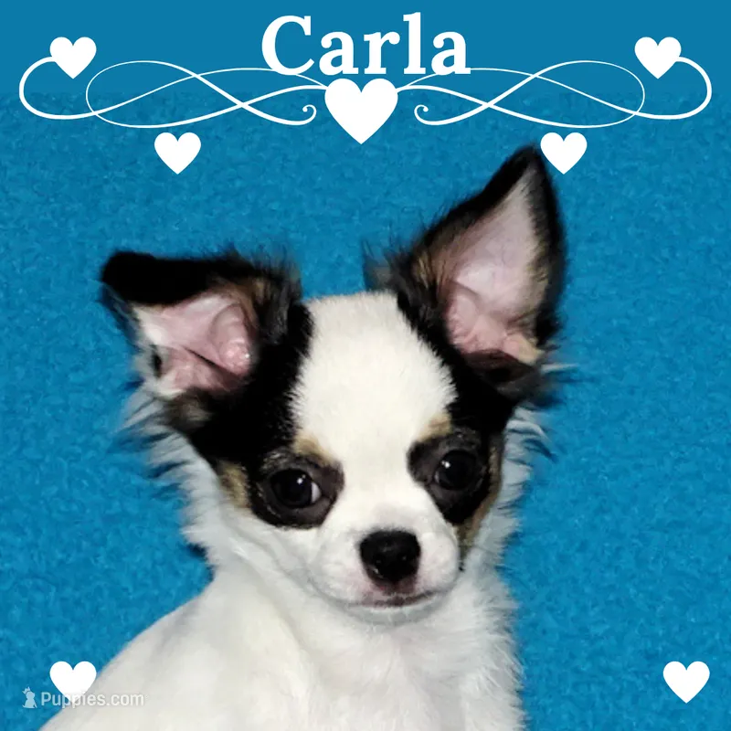 Carla-AKC Longcoat – Chihuahua puppy for sale in Abingdon, VA