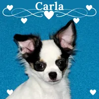 Carla-AKC Longcoat, a female Chihuahua for sale in Abingdon, VA – 1 of 9