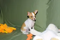 Wyatt- AKC Smoothcoat M, a male Chihuahua for sale in Abingdon, VA – 4 of 10