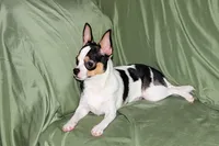 Connor- AKC smoothcoat, a male Chihuahua for sale in Abingdon, VA – 3 of 10
