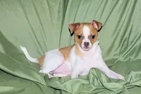 Wilbur-AKC Smoothcoat M, a male Chihuahua for sale in Abingdon, VA – 4 of 10