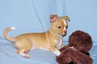 Berry-AKC Smoothcoat M, a male Chihuahua for sale in Abingdon, VA – 4 of 9