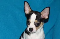 Connor- AKC smoothcoat, a male Chihuahua for sale in Abingdon, VA – 8 of 10