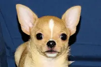 Lucky- AKC Smoothcoat Male, a male Chihuahua for sale in Abingdon, VA – 7 of 10