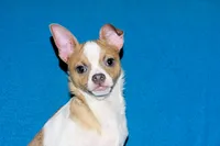 Wilbur-AKC Smoothcoat M, a male Chihuahua for sale in Abingdon, VA – 4 of 10