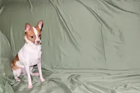 Wyatt- AKC Smoothcoat M, a male Chihuahua for sale in Abingdon, VA – 6 of 10