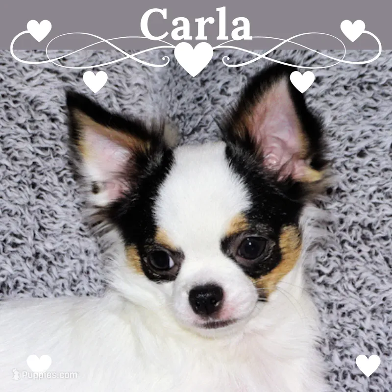 Carla-AKC Longcoat – Chihuahua puppy for sale in Abingdon, VA