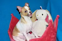 Wilbur-AKC Smoothcoat M, a male Chihuahua for sale in Abingdon, VA – 3 of 10