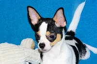 Connor- AKC smoothcoat, a male Chihuahua for sale in Abingdon, VA – 3 of 10