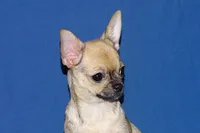 Posie-AKC Smoothcoat Female, a female Chihuahua for sale in Abingdon, VA – 10 of 10