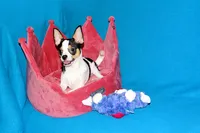 Connor- AKC smoothcoat, a male Chihuahua for sale in Abingdon, VA – 4 of 10