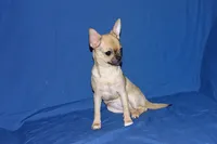 Posie-AKC Smoothcoat Female, a female Chihuahua for sale in Abingdon, VA – 7 of 10
