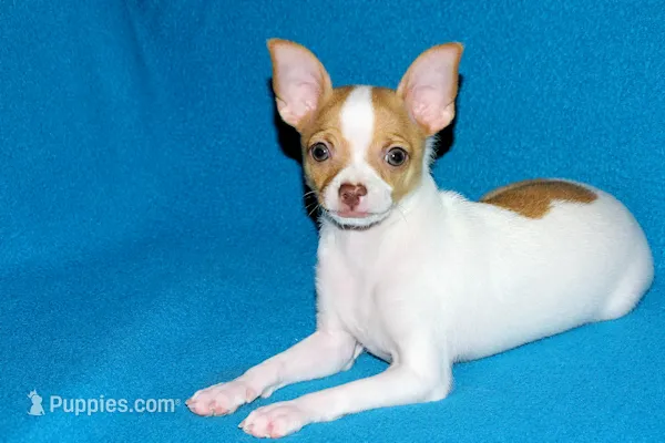 Wyatt- AKC Smoothcoat M – Chihuahua puppy for sale in Abingdon, VA
