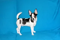 Connor- AKC smoothcoat, a male Chihuahua for sale in Abingdon, VA – 5 of 10