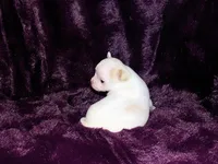 Max- AKC Smoothcoat Male, a male Chihuahua for sale in Abingdon, VA – 6 of 7