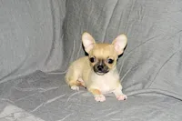 Parker- AKC Smoothcoat M, a male Chihuahua for sale in Abingdon, VA – 2 of 9