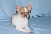 Devin- AKC smoothcoat Male, a male Chihuahua for sale in Abingdon, VA – 6 of 10