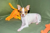 Wyatt- AKC Smoothcoat M, a male Chihuahua for sale in Abingdon, VA – 6 of 10