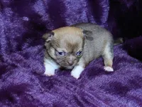 Ruby- Chocolate Sabled Fawn Smoothcoat Female, a female Chihuahua for sale in Abingdon, VA – 4 of 7