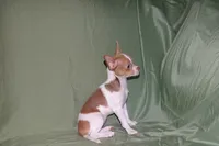 Caroline- AKC Smoothcoat F, a female Chihuahua for sale in Abingdon, VA – 4 of 8