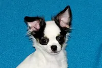 Carla-AKC Longcoat, a female Chihuahua for sale in Abingdon, VA – 8 of 9