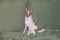 Wilbur-AKC Smoothcoat M, a male Chihuahua for sale in Abingdon, VA – 10 of 10