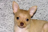 Willow-AKC (spoken for), a female Chihuahua for sale in Abingdon, VA – 6 of 9