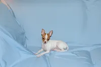 Wyatt- AKC Smoothcoat M, a male Chihuahua for sale in Abingdon, VA – 3 of 9