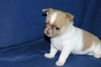 Devin- AKC Male, a male Chihuahua for sale in Abingdon, VA – Photo 6 of 7