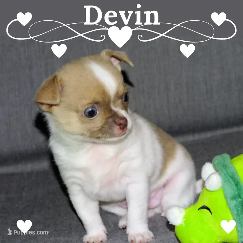 Devin- AKC smoothcoat Male – Chihuahua puppy for sale in Abingdon, VA