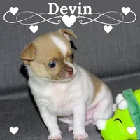 Devin- AKC smoothcoat Male, a male Chihuahua for sale in Abingdon, VA – 1 of 7
