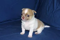 Devin- AKC Male, a male Chihuahua for sale in Abingdon, VA – Photo 7 of 7