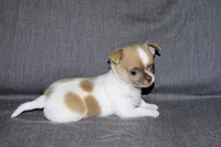 Devin- AKC smoothcoat Male, a male Chihuahua for sale in Abingdon, VA – 7 of 7