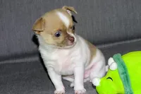 Devin- AKC smoothcoat Male, a male Chihuahua for sale in Abingdon, VA – 6 of 7