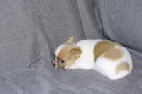 Devin- AKC smoothcoat Male, a male Chihuahua for sale in Abingdon, VA – 4 of 7