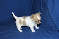 Devin- AKC Male, a male Chihuahua for sale in Abingdon, VA – Photo 2 of 7