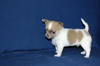 Devin- AKC Male, a male Chihuahua for sale in Abingdon, VA – Photo 4 of 7