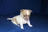 Devin- AKC Male, a male Chihuahua for sale in Abingdon, VA – Photo 3 of 7