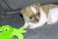 Devin- AKC smoothcoat Male, a male Chihuahua for sale in Abingdon, VA – 3 of 7