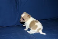 Devin- AKC Male, a male Chihuahua for sale in Abingdon, VA – Photo 5 of 7