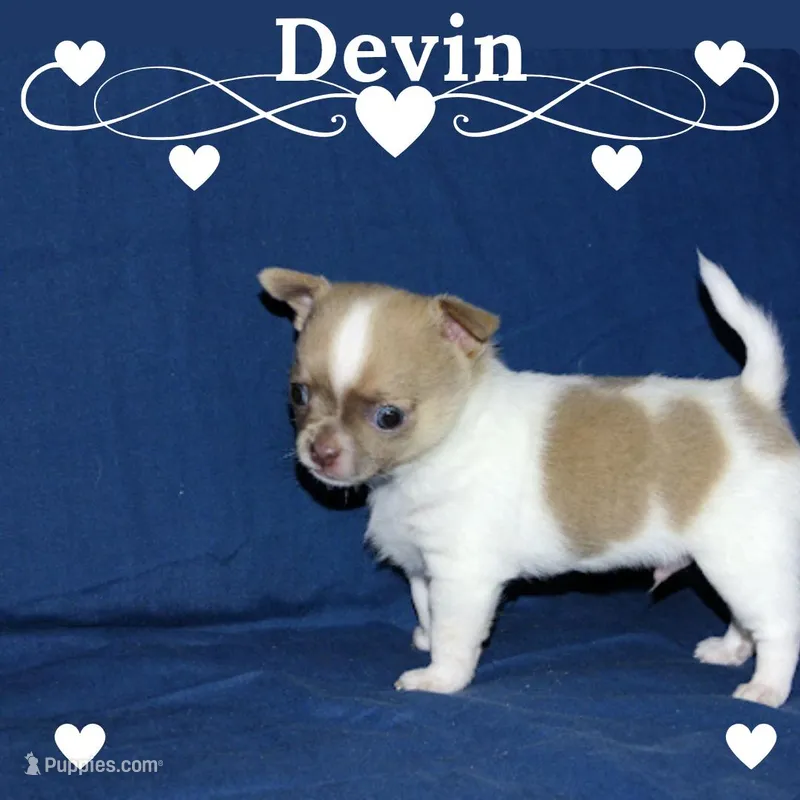 Devin- AKC Male – Chihuahua puppy for sale in Abingdon, VA