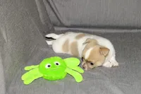 Devin- AKC smoothcoat Male, a male Chihuahua for sale in Abingdon, VA – 5 of 7