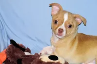 Berry-AKC Smoothcoat M, a male Chihuahua for sale in Abingdon, VA – 6 of 9