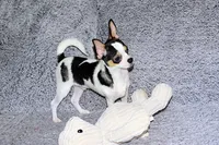 Connor- AKC smoothcoat, a male Chihuahua for sale in Abingdon, VA – 5 of 10