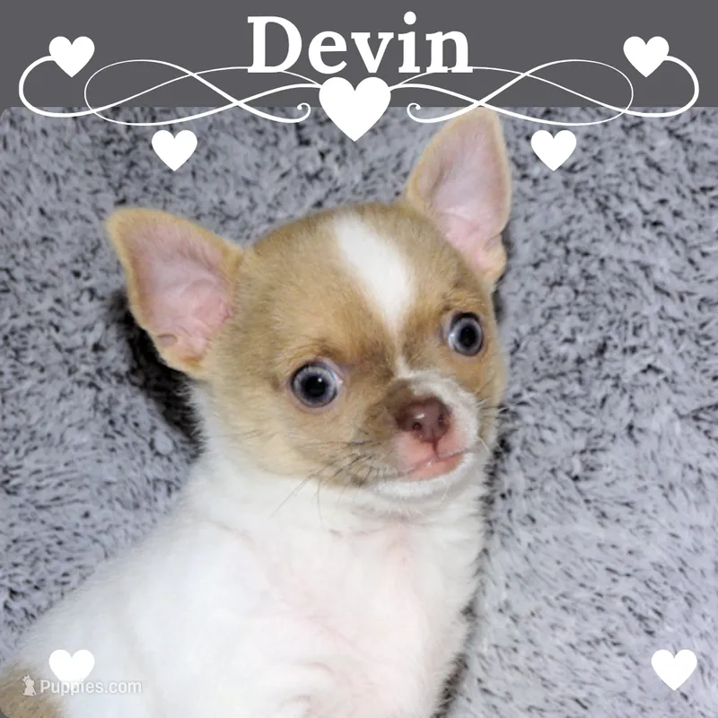 Devin- AKC smoothcoat Male – Chihuahua puppy for sale in Abingdon, VA